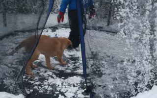 Darujte prosím Roxy život – šance na operaci a další roky plné radosti