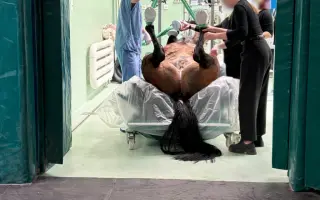 Pomozte zachránit Gryffiho život