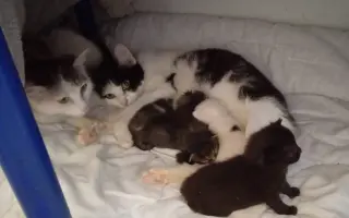 Veterinární péče pro zachráněné maminky s koťátky