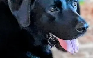 POMOC PRO FOXÍČKA, ASPENA A TAFFY-JACKA