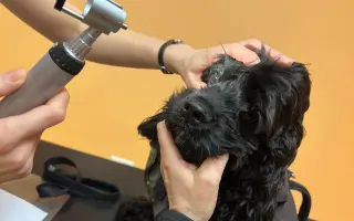 Pomohli jste Medvídkovi Pú k lepšímu zraku