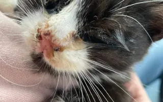 ZACHRAŇME KOŤÁTKA PŘED ZIMOU!