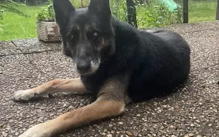 Pomoc pro psí seniory