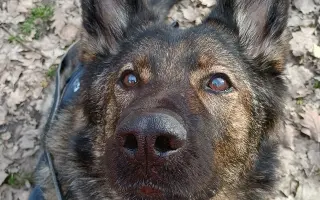 Léčba, která nekončí - Fůrie