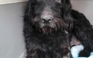 Dej šanci bezbranným psům a kočkám ve spolku Pet Heroes z.s.
