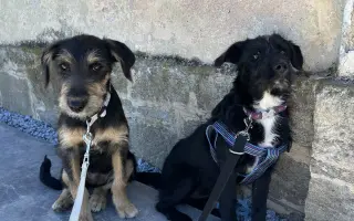 🐾 Plná miska, šťastné srdce – Pomoc pro pejsky 2026 🐾