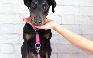Pomozte opuštěným a týraným psům domů 🩷 LookingForPets