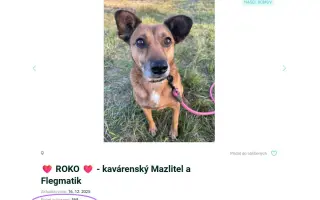 Pomáháme opuštěným a týraným psům najít cestu domů 🩷