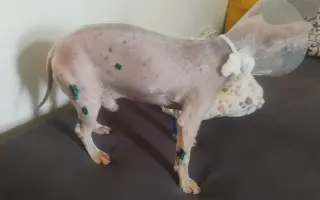 Šance pro Rikiho: pomoc po operaci nádoru