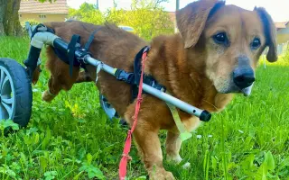 Veterinární diety pro pejsky v útulku