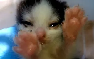 Pomoc pro opuštěná zvířátka - Kastrace, veterina, krmeni, kočkolit