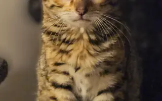 Boj o život rodinného kocourka