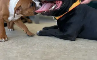 Pomozme Bexovi znovu volně dýchat 🐾