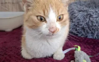 Očkování pro jarní koťátka u Kočky u Katky