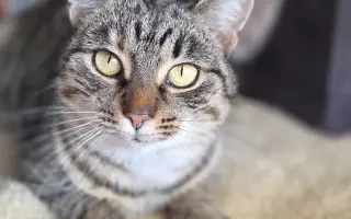 Staňte se nadějí pro kočičky bez domova