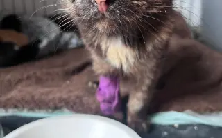 Proměňme společně kočičí svět v lepší místo 🐈