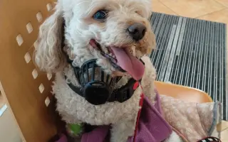 Spřízněné duše – léčba pro maxi a mini fenku ❤️