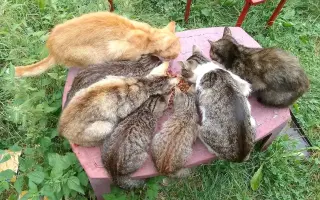 Dejme kočičím bytůstkám šanci na bezpečí a důstojný život