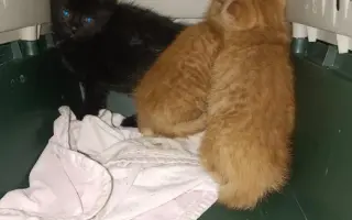 ZACHRAŇME KOŤÁTKA PŘED ZIMOU!