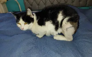 Kočičí princezna Mína