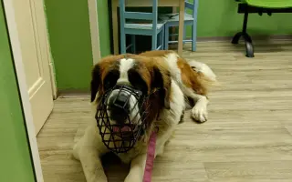 Spřízněné duše – léčba pro maxi a mini fenku ❤️