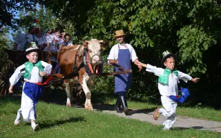 Podpořte pořízení nových chomoutů a postrojů pro kravičku Matyldu