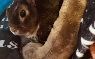 Pomoc pro králíčka, život zachrání operace čelisti