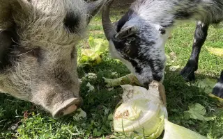 Pomozte nám naplnit jesle zachráněným ovcím a kozám z Farmy Kapsa