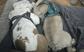 Pomoc pro Kuky a Kony