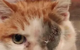 Nekonečný boj o záchranu zvířecích životů 😢