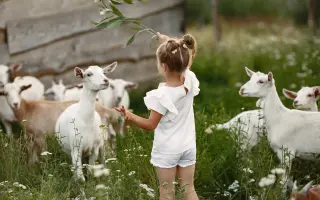 Zvířata přišla o život – my o kus srdce. Podpořte záchranu farmy po útoku psů.