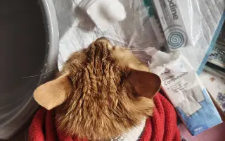 Lilkova léčba, pomozte mu znovu normálně žít