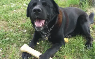 Pejsek Nero prosí o pomoc: Ještě není můj čas 🙏