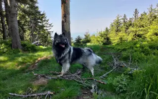 Skok pro dlouhý život Jadzi 🐺