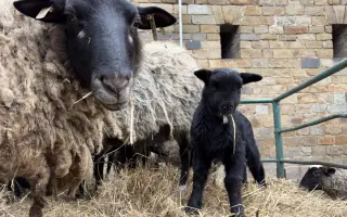 Dejte druhou šanci pro ovčí stádo
