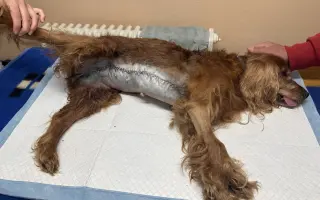 Operace nádoru pro Shany