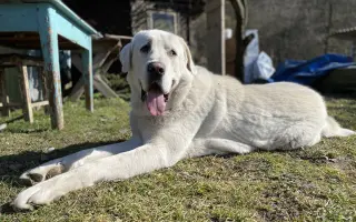 Pomoc pro Badyho na operaci