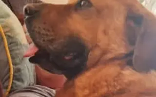 Pomohli jste Macíkovi na cestě k životu bez bolesti