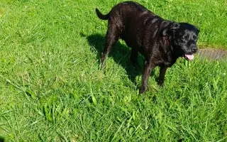 Pomozme Elince znovu chodit bez bolesti: Boj s přetrženými vazy