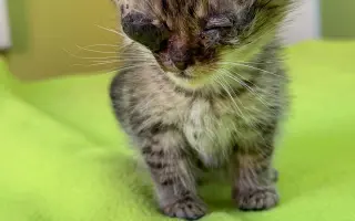 Zachraňme 2 miliony koťat
