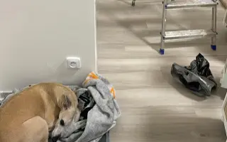 Pomoc pro Martinu a Draca po požáru domova