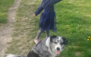Sbírka na veterinární péči a diabetickou dietu pro Dixinku