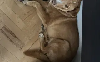 Chemoterapie pro Budnáše