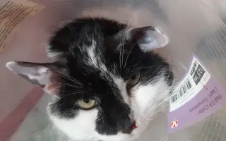 Pomoc pro Honzíka, kterého někdo střelil přímo do tlamičky
