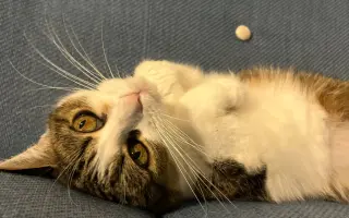 💖 Pomozte Uličnici porazit karcinom mléčné lišty! 🐱