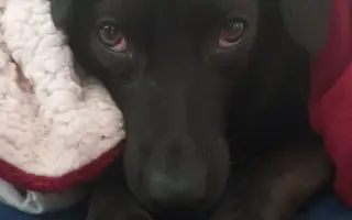 Sárinka bojuje o život se zákeřnou nemocí, prosím o pomoc🙏🐶❤️