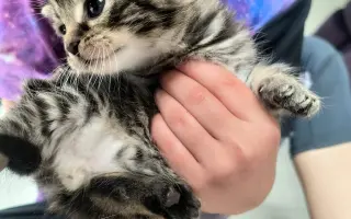 Proměňme společně kočičí svět v lepší místo 🐈