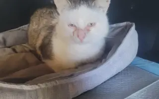 Pomoc pro kočeny z Depozita Elinka