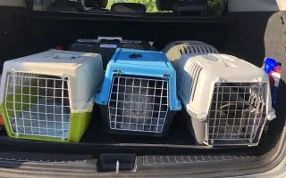 Pomozte nám pořídit útulkové auto pro převozy zvířátek v nouzi