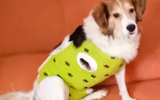 POMOC PRO FOXÍČKA, ASPENA A TAFFY-JACKA